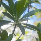 Antirhea borbonica Bois d'osto Rubiaceae Endémique La Réunion, Maurice ,Madagascar 531.jpeg